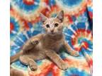 Adopt Merlin a Domestic Short Hair