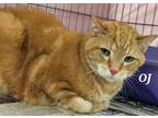 Adopt OJ a Domestic Short Hair