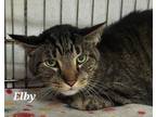Adopt Elby a Domestic Short Hair