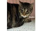 Adopt Bodie a Domestic Short Hair