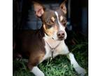 Adopt Piere a Rat Terrier, Mixed Breed