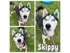 Adopt Skippy a Husky