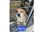 Adopt Ferris a Beagle