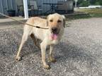 Adopt Ramen a Labrador Retriever