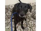 Adopt Lucky a Mixed Breed