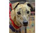 Adopt Billy a Greyhound