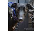 Adopt Rick a Greyhound
