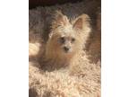 Adopt Eddi a Yorkshire Terrier