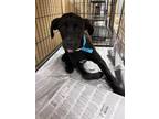 Adopt Melo 31070 a Labrador Retriever, Mixed Breed
