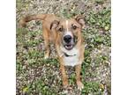 Adopt Doc a Hound, Catahoula Leopard Dog