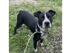 Adopt Gunner a Beagle, Mixed Breed