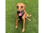 Adopt Strider a Hound, Labrador Retriever