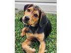 Adopt Violet a Hound