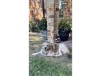 Adopt Sky Lonestar a Great Pyrenees, Golden Retriever