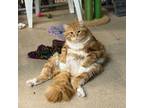 Adopt Saffron a Domestic Long Hair