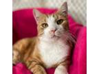 Adopt Nectarine "Rini a Domestic Short Hair