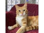 Adopt Tangerine "Tangi a Domestic Short Hair