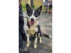 Adopt Hunter a Husky, Mixed Breed