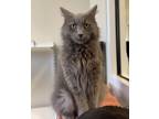 Adopt Baloo a Domestic Long Hair