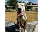 Adopt Kratos a Pit Bull Terrier