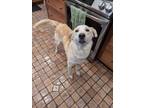 Adopt Wren a Labrador Retriever