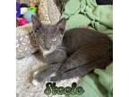 Adopt Steele a Domestic Short Hair