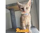 Adopt Ruark a Domestic Short Hair