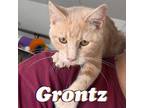 Adopt Grontz a Domestic Short Hair