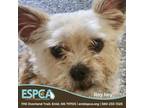 Adopt Roy boy a Cairn Terrier, Mixed Breed
