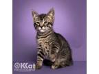 Adopt Chili a Domestic Medium Hair, Tabby