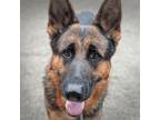 Adopt Marley (mcas) a German Shepherd Dog
