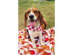 Adopt Mario a Beagle