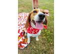 Adopt Luigi a Beagle