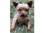 Adopt Charles a Yorkshire Terrier