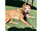 Adopt Groot a Mixed Breed