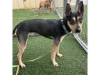 Adopt Woody a Mixed Breed