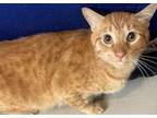 Adopt KIPPER a Domestic Short Hair