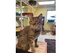 Adopt Thor a Domestic Short Hair