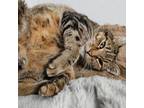 Adopt Harvey a Domestic Short Hair