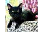Adopt Greece a Domestic Short Hair