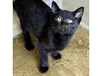 Adopt Switzerland a Domestic Short Hair