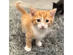Adopt Poland a Domestic Short Hair