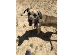 Adopt Beau a Black Mouth Cur