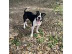 Adopt Brutus a American Staffordshire Terrier