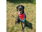 Adopt Mocha a Great Dane, Hound
