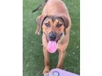 Adopt Rufus a Labrador Retriever, Hound