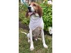 Adopt Trapper a Treeing Walker Coonhound