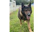 Adopt 2407-0082 Slade a German Shepherd Dog