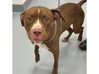 Adopt Flame a Pit Bull Terrier