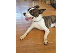 Adopt Buddy (aka Bruno) a Boston Terrier